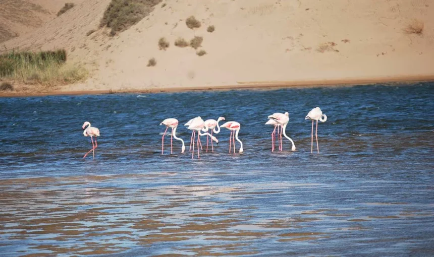 Souss-Massa National Park: A Visitor’s Guide to Its Wildlife and Coast